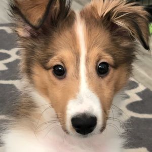 Meet your Posher’s Pup, Ash!